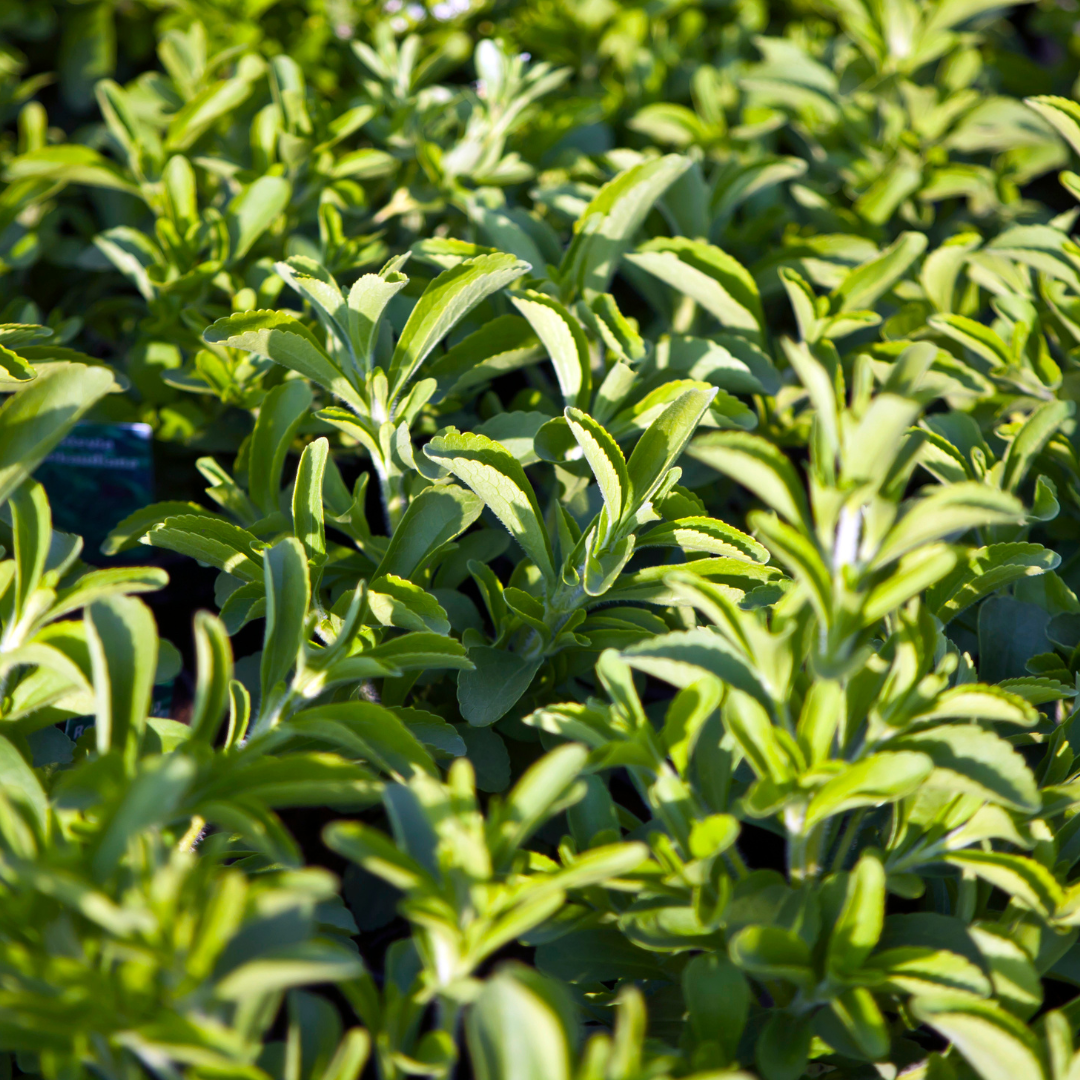 Stevia Plant